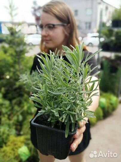 Лаванда узколистная рассада в р9