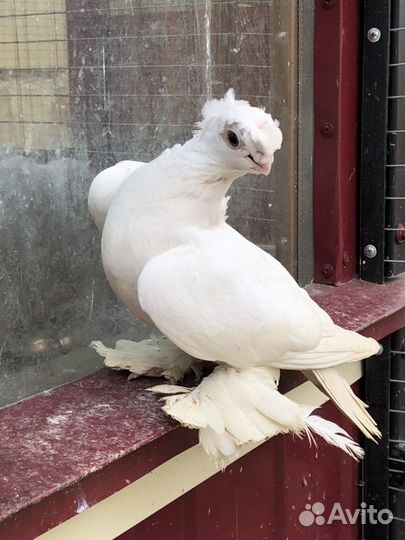 Продам голубей