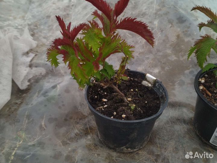 Декоративные растения для сада