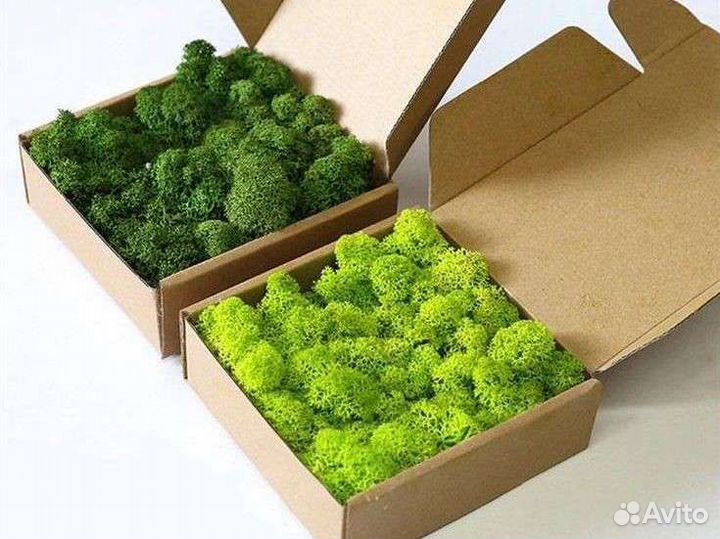 Стабилизированный мох,соты с мхом,картина из мха