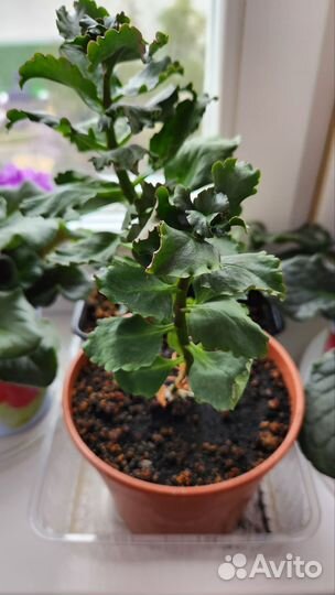 Каланхоэ Розалина (красные цветы)