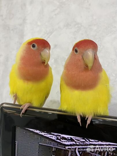 Попугаи неразлучники