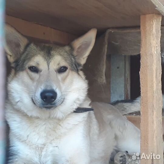 Собака в добрые руки бесплатно. Персик