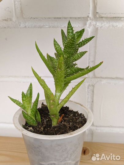 Алоэ настоящее (детки) и ювенна