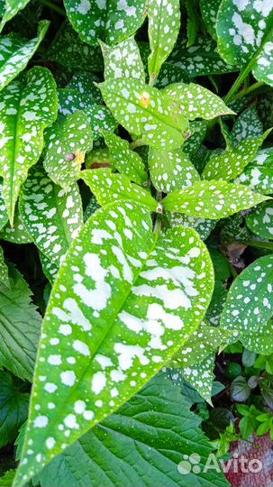 Медуница сахарная