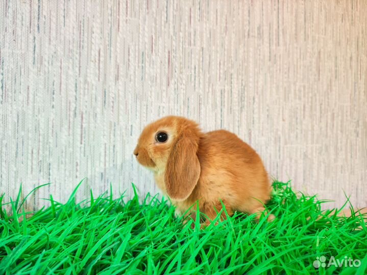 Мини карликовый кролик
