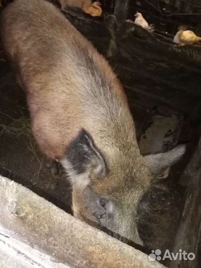 Хряк на племя