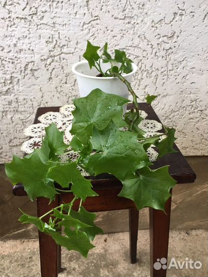 Комнатное растение.Плющ домашний