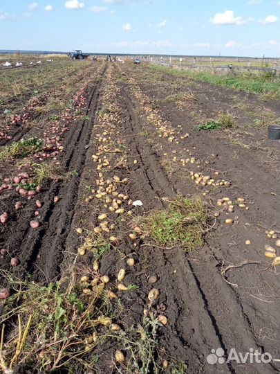 Картофель деревенский