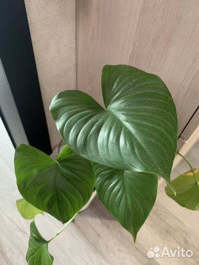 Рассажу под заказ радермахеру, платицериум и др