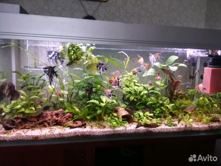 Обслуживание аквариумов и прудов