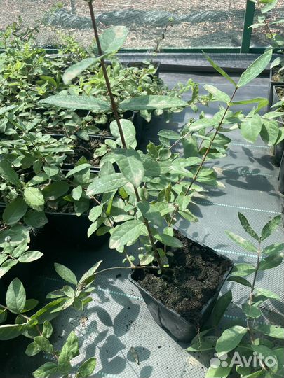 Голубика саженцы