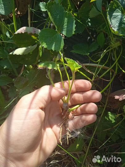 Рассада клубники брила