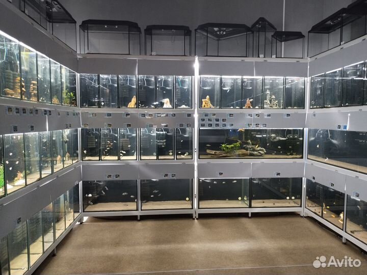 Сом полосатый - Платидорас