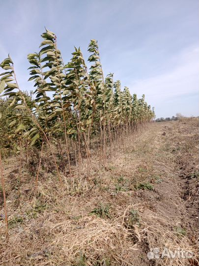 Саженцы плодовых деревьев