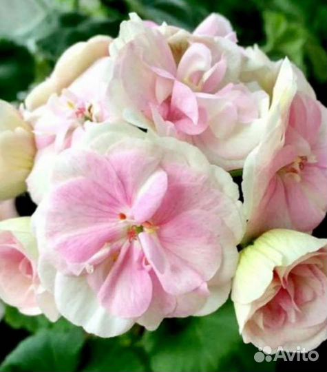 Пеларгония сортовая