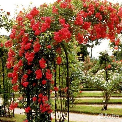 Плетистая роза Салита