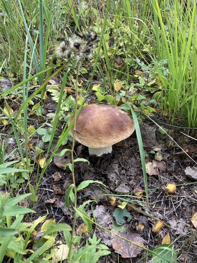 Участок 45 сот. (ИЖС)