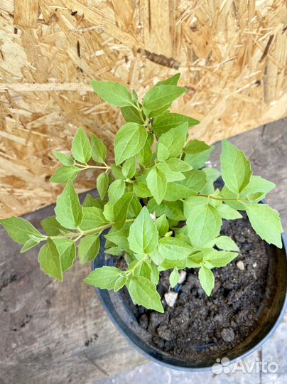 Жасмин чубушник