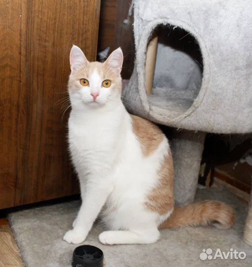 Котик ищет дом