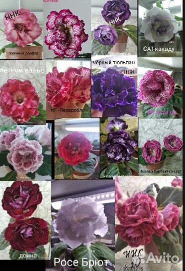 Клубни,детки глоксиний