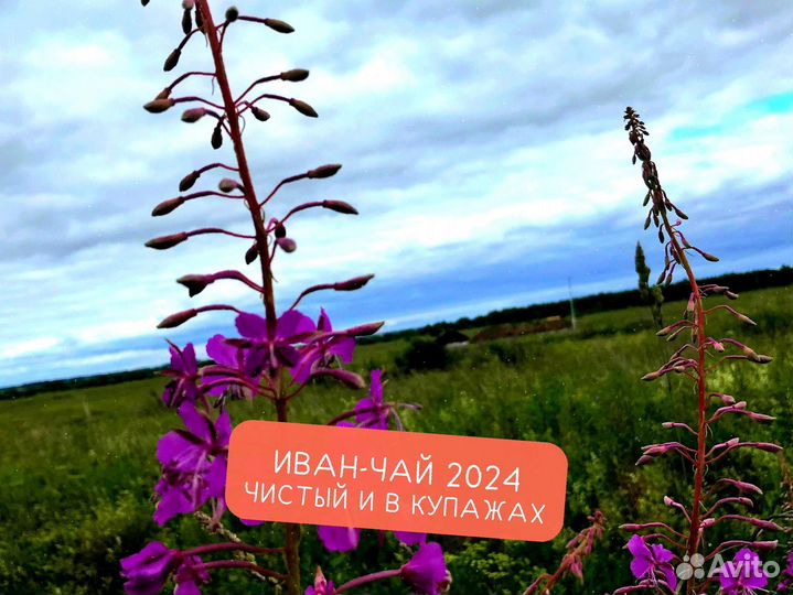 250 г Иван-чай 2024: облепиха,цветы,шиповник и др