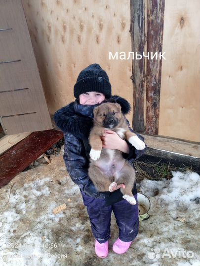 Щенки Алабая