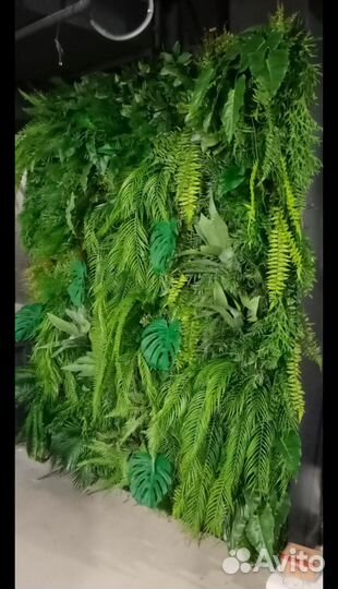 Аренда фитостен из растений