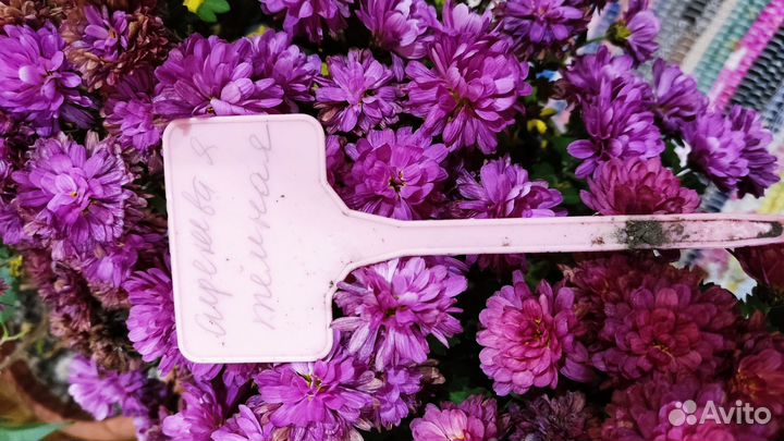 Хризантема мультифлора