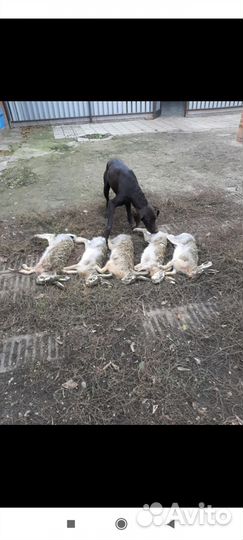 Щенки курцхаара