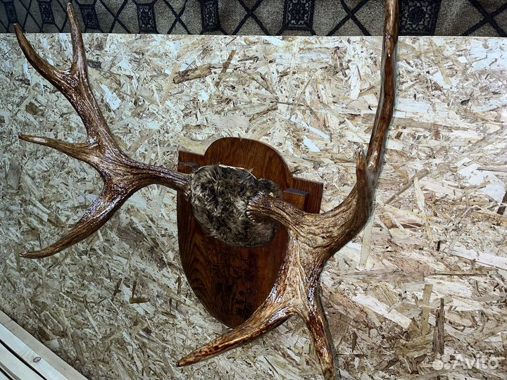 Продам рога лося