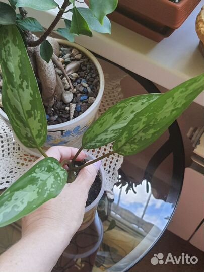 Драцена,хойя,колеус,аглаонема