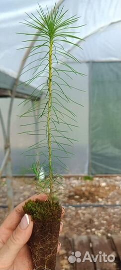 Саженцы сосны обыкновенной зкс опт