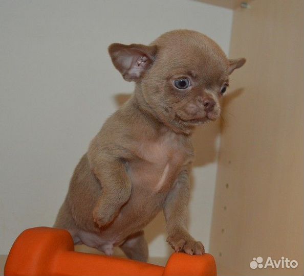 Чихуахуа курносые, лиловые малыши