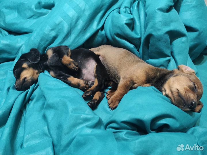 Щенки таксы