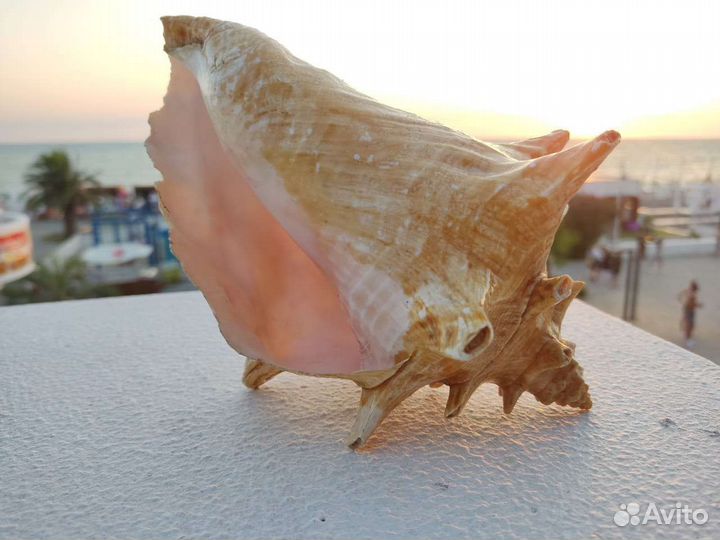 Ракушка морская большая