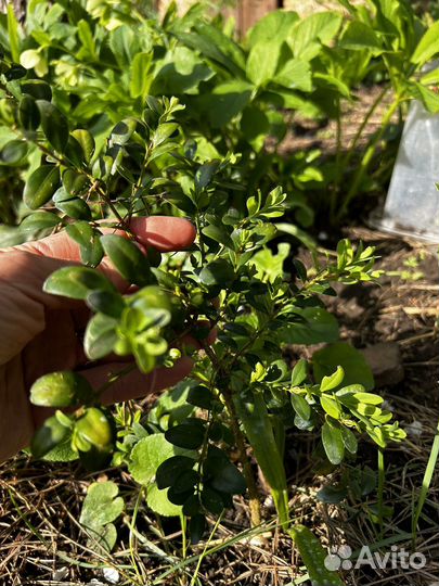 Растения цветы для сада