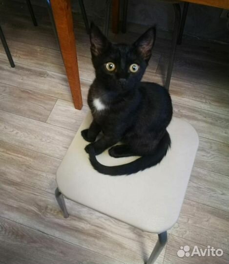 Отдам кота в добрые руки