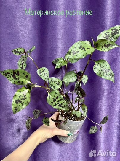 Традесканция в веснушках (редкая)