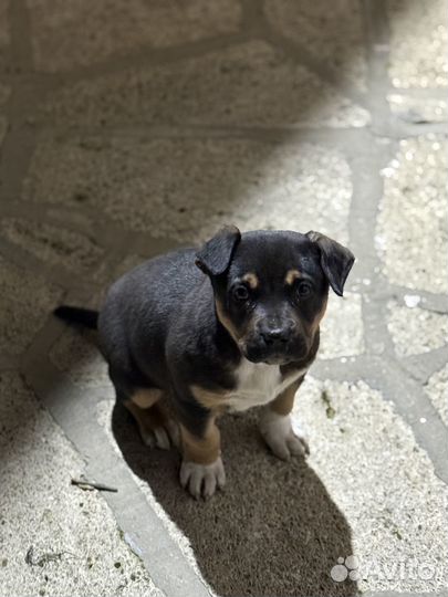 Щенок питбуля