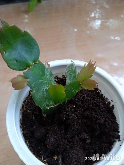 Сортовые декабристы