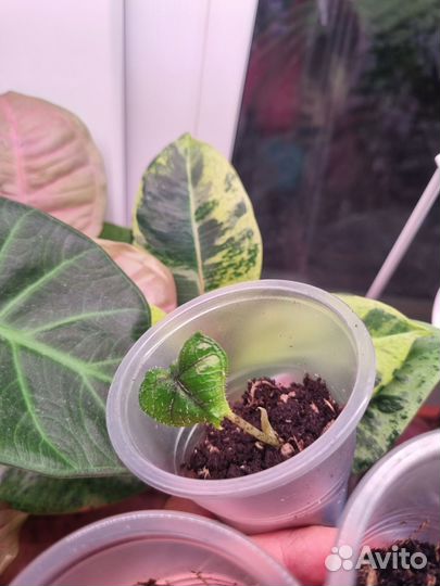 Алоказия жаклин