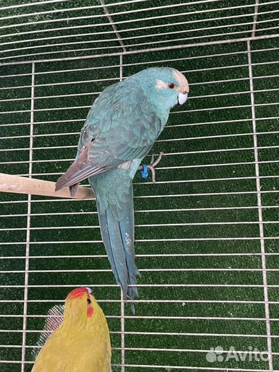 Попугай какарики