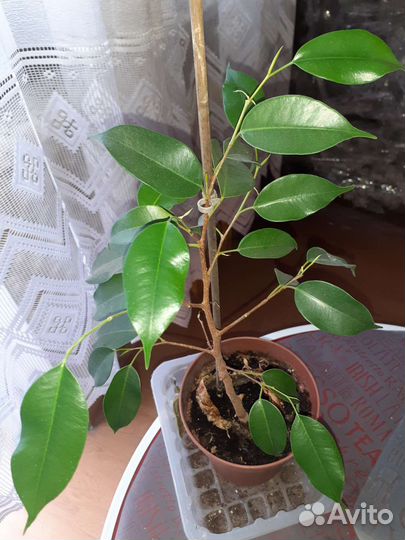 Фикус бенджамина, высота с горшком 45 см
