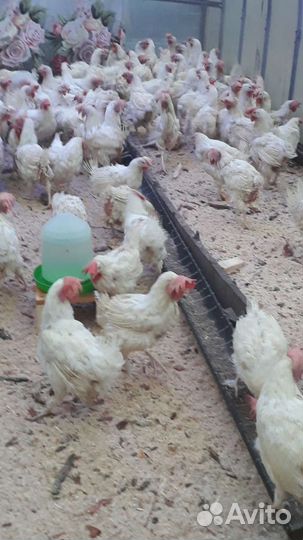 Курица несушка