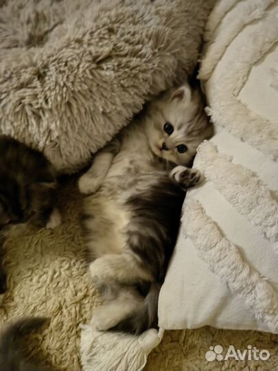 Шотландские котята