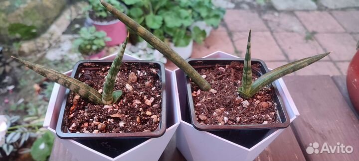 Сансивьерия