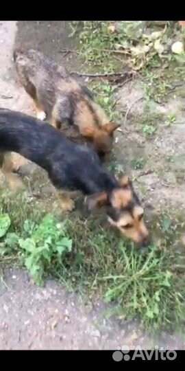 Маленькие собаки в добрые руки бесплатно