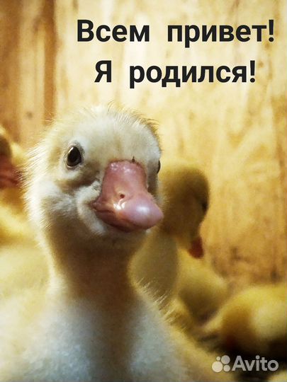 Гусята подрощенные