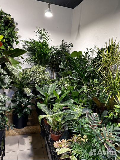 Более 200 видов комнатных растений